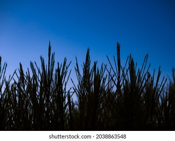 Tall Grass Silhouette In Evening Twilight.