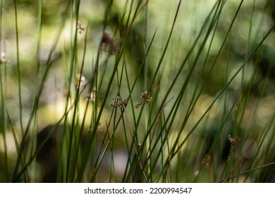 Tall Grass With A Smooth Bokah Background