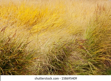 Tall Grass Thickets Background