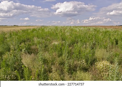 Tall Grass And Weeds Overgrown In A Field. 