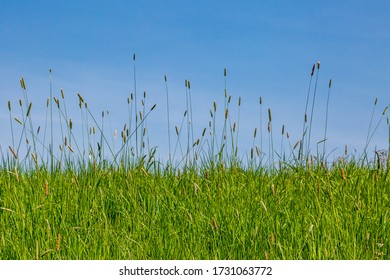 Tall Grasses Against A Clear Blue Sky