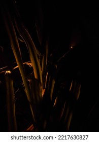 Tall Grasses In Between The Deep Down Dark