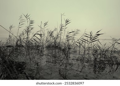 Tall grasses by the lake captured in the soft light of early morning. - Powered by Shutterstock