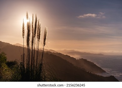 tall grasses at sunset with the sun backlighting through the leaves and mountains, the cliffs and the sea water crashing against the rocks in the background.
