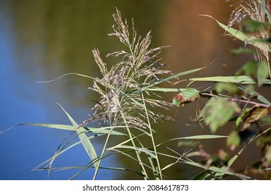 Tall Grasslands Growing Near Water Bodies