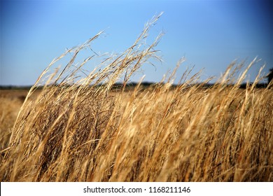 Tall Grassy Field 