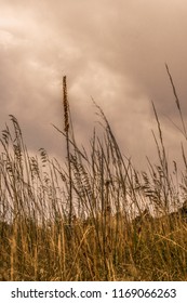 Tall Grassy Field On A Stormy Day