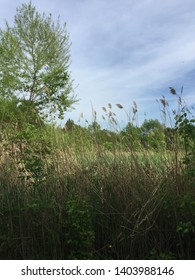 Tall Grassy Field And Trees