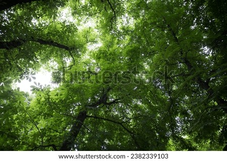 Tall green branchy trees with lush fresh foliage view of crowns branches from a bottom up. Beautiful natural backdrop. Preserve, park, forest. The concept of ecology, naturalness. Dark woods, forests. Foto d'archivio © 