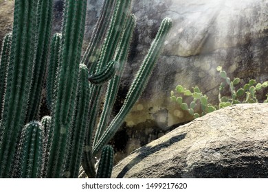 tall green cactus flowers in rocky landscape in Aruba island