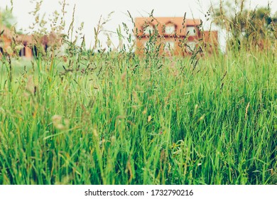 Tall Green Field Of Grass With Pretty Peach Colored House Far Away In The Background