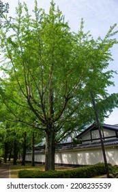 A Tall Green Ginkgo Biloba Tree In Summer In Kumamoto Castle, Kyushu, Japan