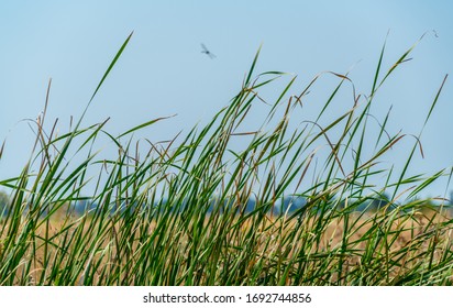 Tall Green Grass Along The Sacramento Delta