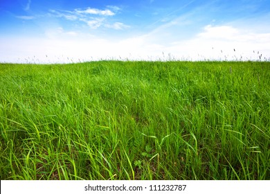 Tall Green Grass  Background Over Sky