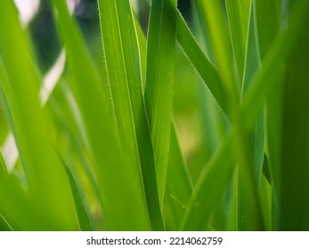 Tall Green Grass In The Field 