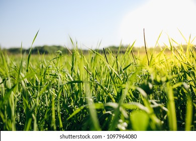 Tall green grass in the field. Summer spring meadow landscape on a sunny day. Nature eco friendly photo. Wallpaper with the blue sky. - Powered by Shutterstock