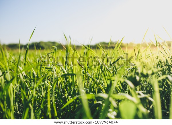 野原の高い緑の草 晴れた日に夏の春の牧草地の風景 自然に優しい写真