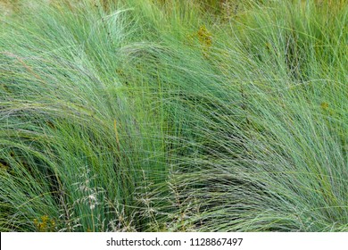 Tall Green Grass Near The Wilge River In The Vicinity Of Bronkhorstspruit East Of Pretoria South Africa