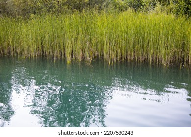 Tall Green Grass Next To The Lake