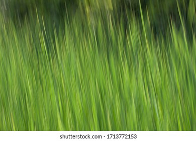 Tall green grass pattern and blurred background
