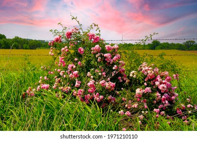 tall green grass with roadside wildflowers pink white and red in front of a rural country barbed wire fence with sunset sky beyond shot as a landscape scene