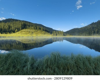 Tall green marsh grass frames the foreground of a serene alpine lake, perfectly reflecting a dense evergreen forest, rolling hills, and a bright blue sky with light clouds at Sibbald Lake in Kananaskis Country, Alberta.