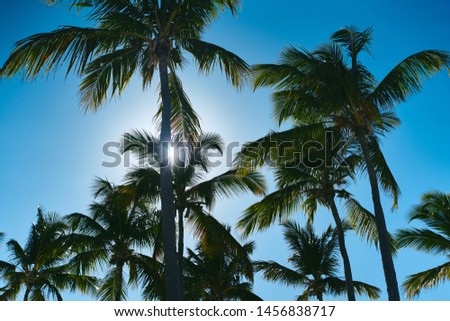 Tall green palm trees, blue sky tropics summer bottom view                  