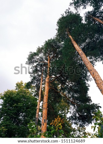 Similar – Baum hinter einem Sonnensegel