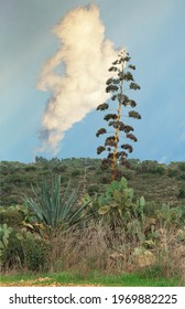 Tall, Green Plant Against The Background Of A Beautiful Cloud