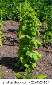 Tall Green Plant Of Lactuca Sativa In Garden.