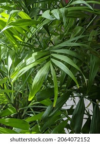 Tall Green Plant In The Office. A Beautiful Houseplant With Large Leaves.