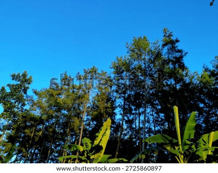 The tall green trees below are side by side with the banana trees which are not able to surpass the height of the rubber trees, very green and beautiful