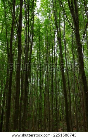 Tall green trees in the lush forest vertical photo. Carbon neutrality concept background.