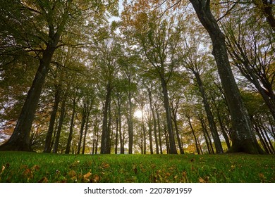 Tall And Green Tress In Forest