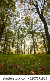 Tall And Green Tress In Forest