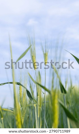 Tall green wheat stalks with developing ears stand in a sunlit field against a pale blue sky. Foreground blades and awns are sharply focused while distant