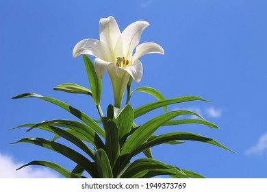 Tall Growing White Easter Lily Flower With Leaves Known As Lilium Longiflorum. Has A Perennial Bulb With Large, White, Trumpet-shaped Flowers That Have A Wonderful Fragrance. Spring Concept