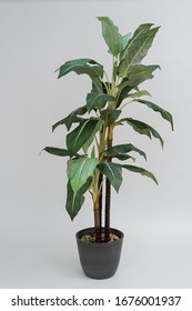 Tall Home Banana Tree In Darck Pot On White Background