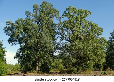     Tall Huge Oaks Grow In The Old Manor. Beautiful Old Trees.                           