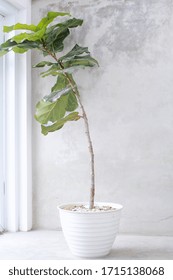 Tall Indoor Plants In White Pots. White Minimalist Concept Decoration