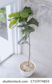 Tall Indoor Plants In White Pots. White Minimalist Concept Decoration