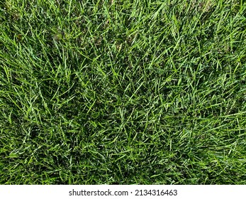 A Tall Lawn Grass Green Fresh Bright Sunny Overhead Backyard Mowing Ground Earth Cover