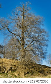 A tall, leafless tree dominates the frame against a vibrant blue sky. The tree sits atop a grassy, rocky hill at Studley Royal Park, UK.