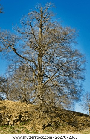 A tall, leafless tree dominates the frame against a vibrant blue sky. The tree sits atop a grassy, rocky hill at Studley Royal Park, UK.