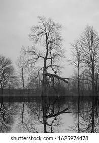 A tall leafless, winter tree behind a damaged one, by a still lake.