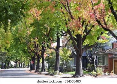 Tall Liquid ambar, commonly called sweetgum tree, or American Sweet gum tree, lining an older neighborhood in Northern California - Powered by Shutterstock