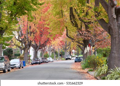 Tall Liquid Ambar, Commonly Called Sweetgum Tree, Or American Sweet Gum Tree, Lining An Older Neighborhood In Northern California. Christmas Decorations On Old Fashion Light Posts Lining The Street