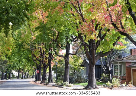 Tall Liquid ambar, commonly called sweetgum tree, or American Sweet gum tree, lining an older neighborhood in Northern California