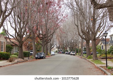 Tall Liquid Amber, Commonly Called Sweet Gum Tree, Or American Sweet Gum Tree, Lining An Older Neighborhood In Northern California. Branches Mostly Bare, Winter Dormant.