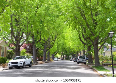 Tall Liquid Amber, Commonly Called Sweet Gum Tree, Or American Sweet Gum Tree, Lining An Older Neighborhood In Northern California. Spring, Summer Beginning. Trees Vibrant Green.